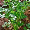 NEW 500 SEEDS/PACK ECOSEEDSGreen Cutting Celery Seeds
