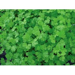 NEW PACKET RICHERS Plain Chervil SEEDS