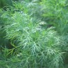 NEW 250 SEEDS ECOSEEDBANK - Dukat Dill Seeds